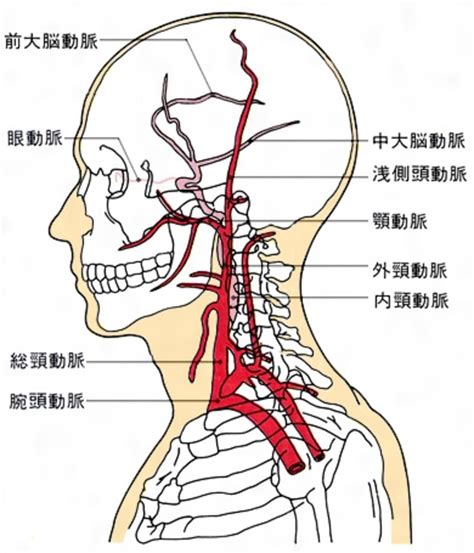 頸粗面相